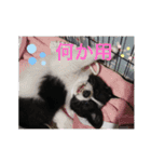 きらそら ボーダーコリー（個別スタンプ：13）