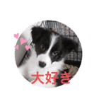 きらそら ボーダーコリー（個別スタンプ：17）
