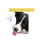 きらそら ボーダーコリー（個別スタンプ：18）