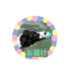 きらそら ボーダーコリー（個別スタンプ：22）