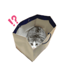 ぐぅちゃんのスタンプ（個別スタンプ：4）