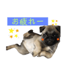 リアルパグの日常（個別スタンプ：7）