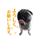 リアルパグの日常（個別スタンプ：9）