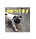 リアルパグの日常（個別スタンプ：12）