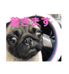リアルパグの日常（個別スタンプ：13）