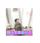 リアルパグの日常（個別スタンプ：14）