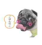 リアルパグの日常（個別スタンプ：16）