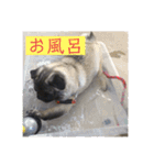 リアルパグの日常（個別スタンプ：20）