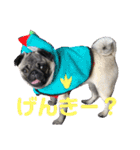 リアルパグの日常（個別スタンプ：30）