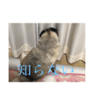 リアルパグの日常（個別スタンプ：32）