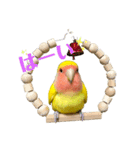 コザクラインコのりんちゃん①（個別スタンプ：1）
