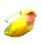 コザクラインコのりんちゃん①（個別スタンプ：2）