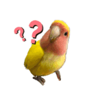 コザクラインコのりんちゃん①（個別スタンプ：3）