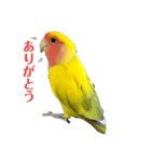 コザクラインコのりんちゃん①（個別スタンプ：4）