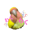 コザクラインコのりんちゃん①（個別スタンプ：5）