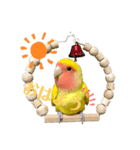 コザクラインコのりんちゃん①（個別スタンプ：6）