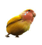 コザクラインコのりんちゃん①（個別スタンプ：7）