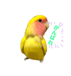 コザクラインコのりんちゃん①（個別スタンプ：8）