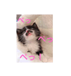 Reicoとネコ（個別スタンプ：1）