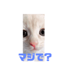 Reicoとネコ（個別スタンプ：2）