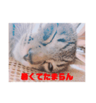 Reicoとネコ（個別スタンプ：3）