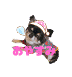 ダイアちゃん（個別スタンプ：1）