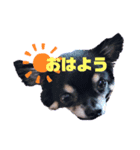 ダイアちゃん（個別スタンプ：2）