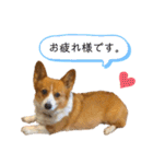 ベッキーのスタンプ。（個別スタンプ：17）
