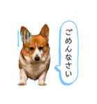 ベッキーのスタンプ。（個別スタンプ：18）