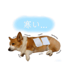 ベッキーのスタンプ。（個別スタンプ：20）
