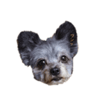 私の愛犬たち♪（個別スタンプ：1）