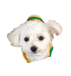 私の愛犬たち♪（個別スタンプ：2）