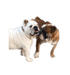 私の愛犬たち♪（個別スタンプ：3）