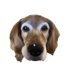 私の愛犬たち♪（個別スタンプ：4）
