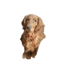 私の愛犬たち♪（個別スタンプ：5）