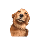 私の愛犬たち♪（個別スタンプ：6）