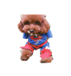 私の愛犬たち♪（個別スタンプ：8）