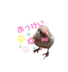 ぷりんコレクション（個別スタンプ：1）