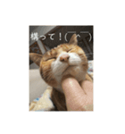 うちのネコ「なな」（個別スタンプ：3）