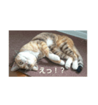 うちのネコ「なな」（個別スタンプ：6）
