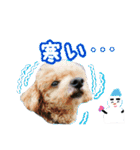 ワンコスタンプ(トイプー4)（個別スタンプ：5）