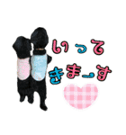 ワンコスタンプ(トイプー4)（個別スタンプ：8）
