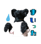 ワンコスタンプ(トイプー4)（個別スタンプ：10）