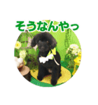 ワンコスタンプ(トイプー4)（個別スタンプ：12）