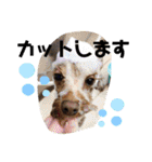 きなあん兄弟（個別スタンプ：16）