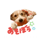 マリちょびアルろく（個別スタンプ：13）