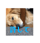 ROKOのスタンプ（個別スタンプ：5）