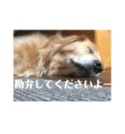 ROKOのスタンプ（個別スタンプ：8）