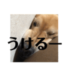 ROKOのスタンプ（個別スタンプ：11）
