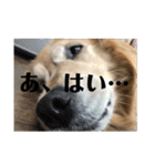ROKOのスタンプ（個別スタンプ：30）